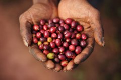 非洲精品咖啡肯尼亚咖啡现状肯尼亚